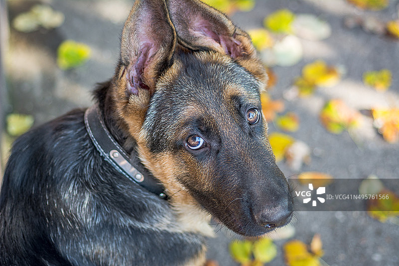 冬季是狗图片素材