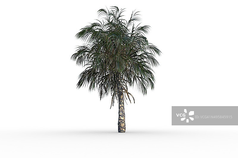 绿叶热带棕榈树图片素材