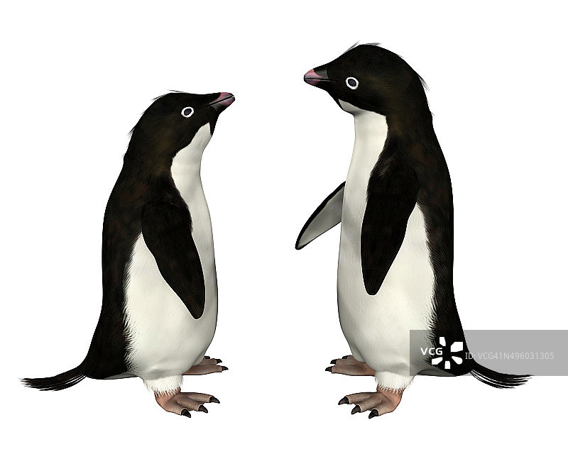 阿德利企鹅图片素材