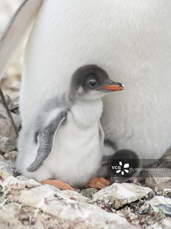 巴布亚企鹅宝宝在巢中图片素材