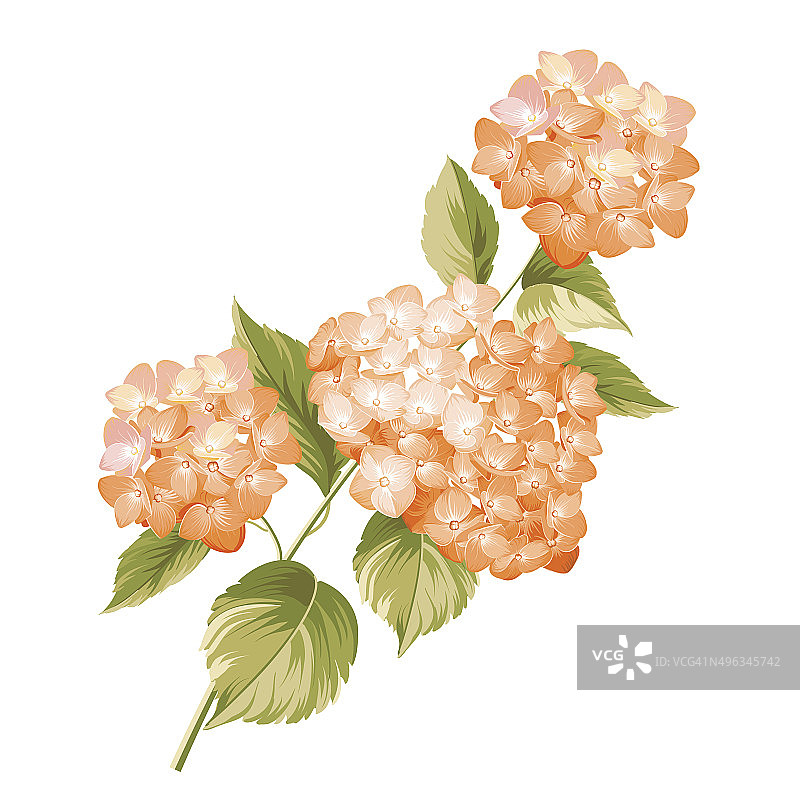 绣球花图片素材