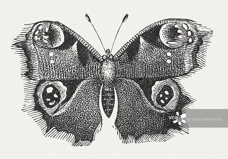 孔雀蝴蝶（Inachis io），1881年发布的木刻版画图片素材