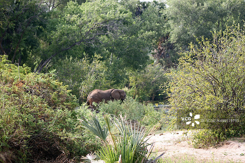 肯尼亚察沃东部的萨凡纳象图片素材