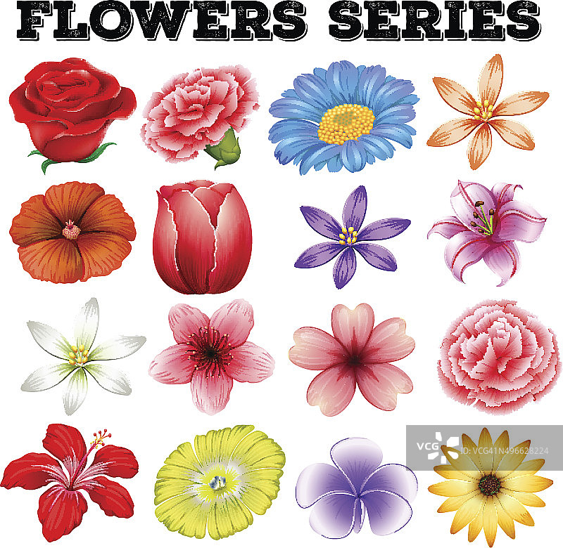 不同种类的花图片素材