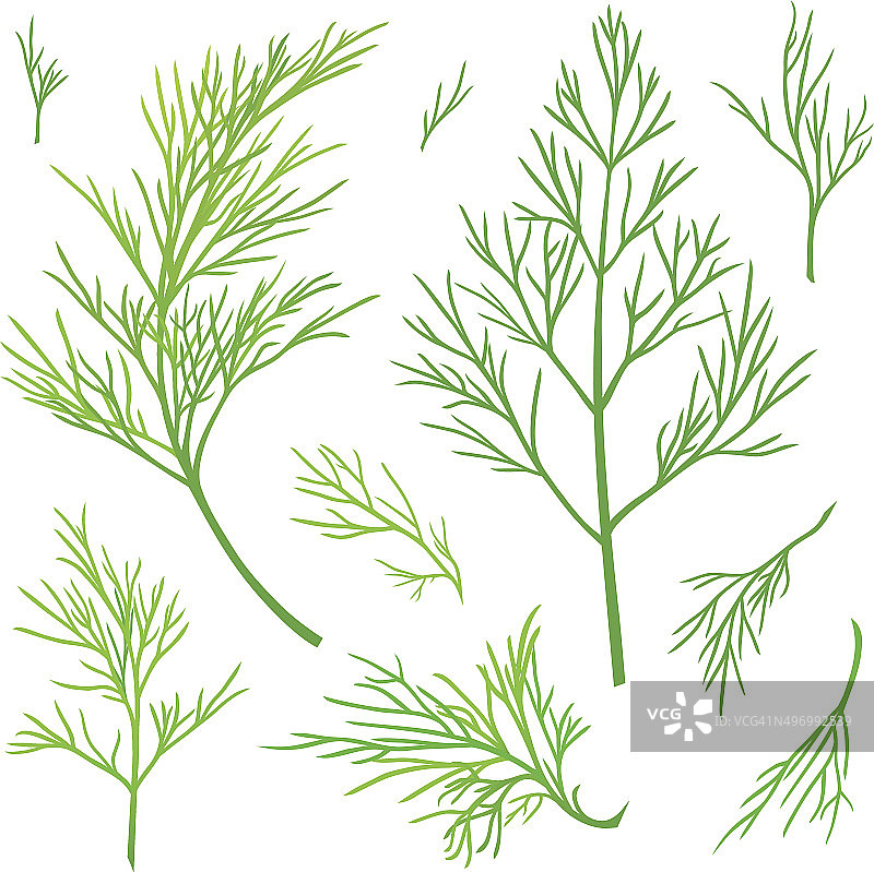 莳萝细枝图片素材