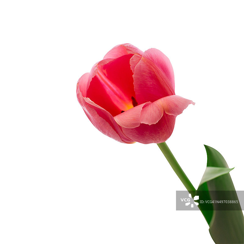 红色郁金香花图片素材