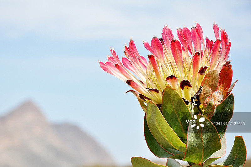 帝王花图片素材