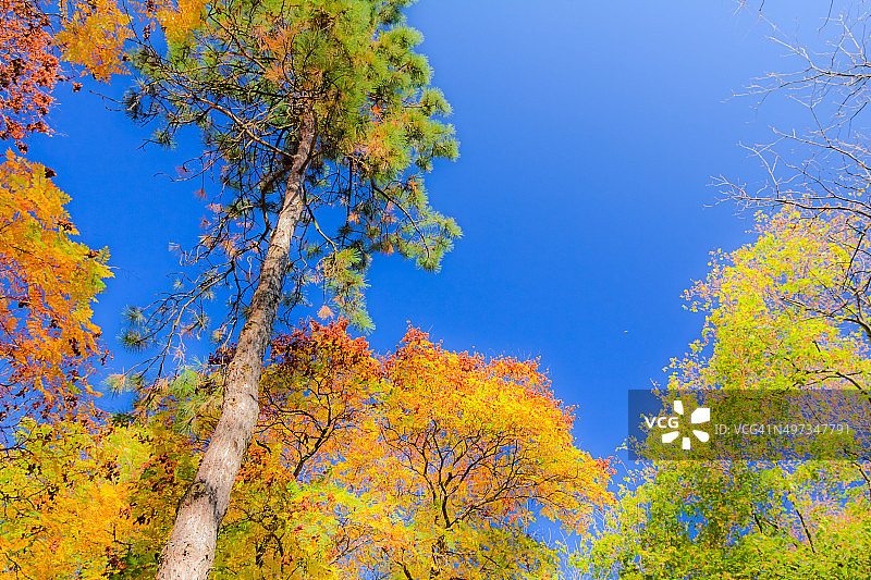 秋天的森林图片素材