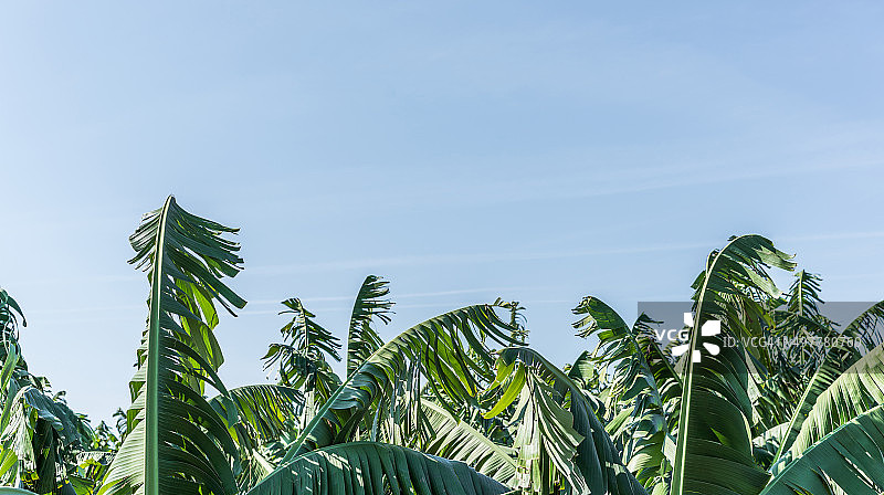 香蕉园与天空图片素材