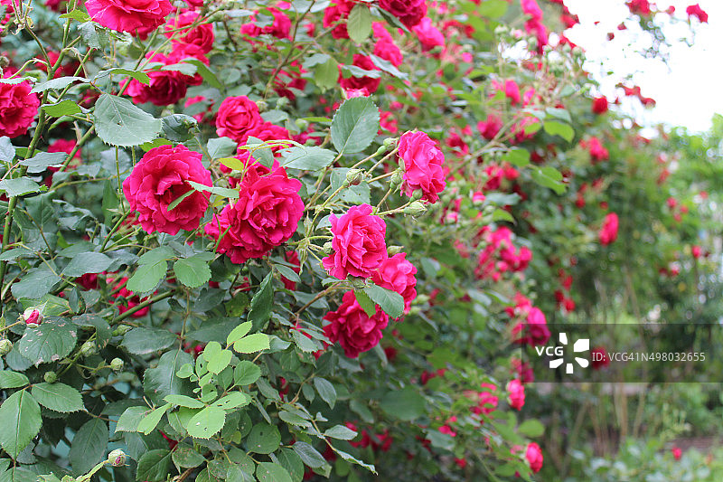 花园里的玫瑰图片素材