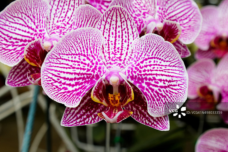 美丽的紫色兰花图片素材