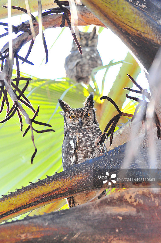 斑点雕鸮图片素材