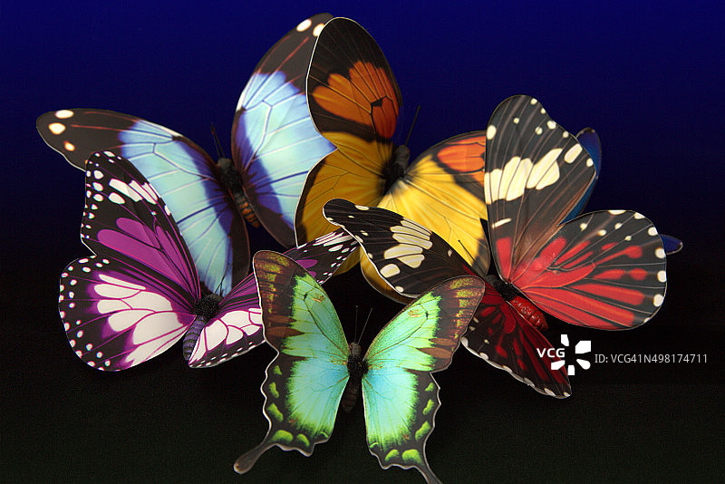 蝴蝶合集图片素材