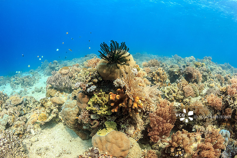 健康珊瑚礁上的热带鱼图片素材