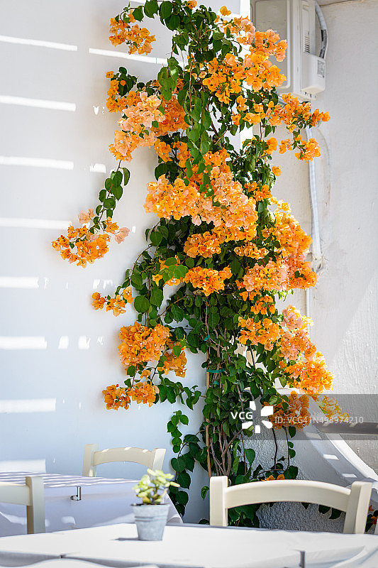 墙壁附近的黄色鲜艳三角梅图片素材