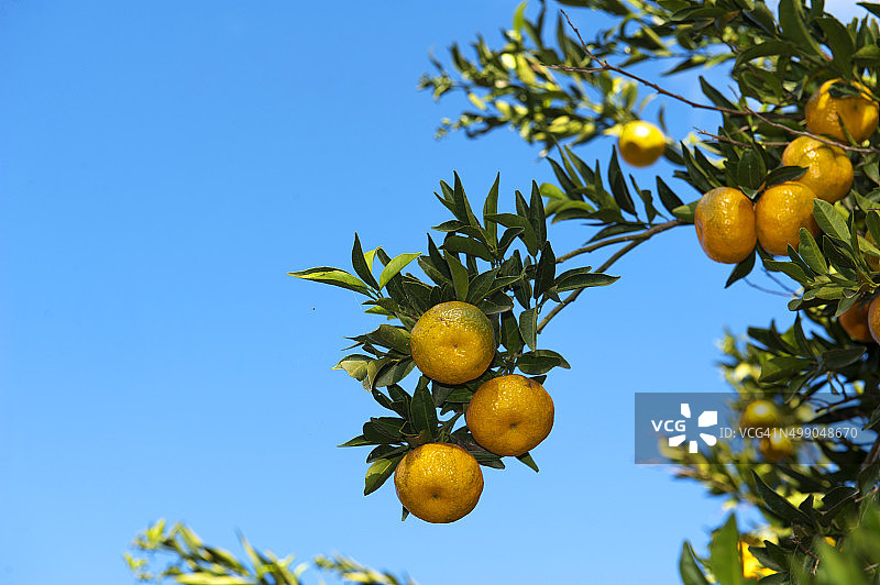 蓝天下的橘子图片素材