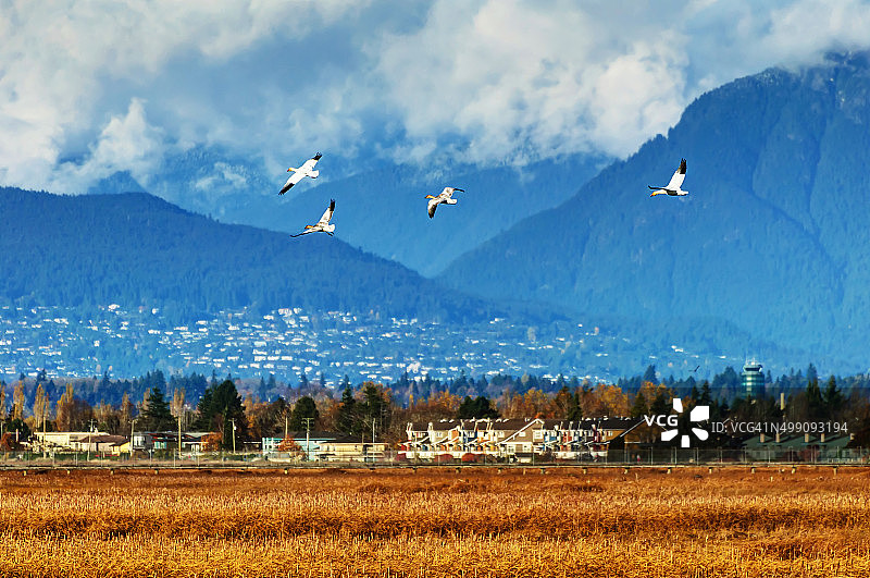 雪雁飞过有山脉背景的湿地图片素材