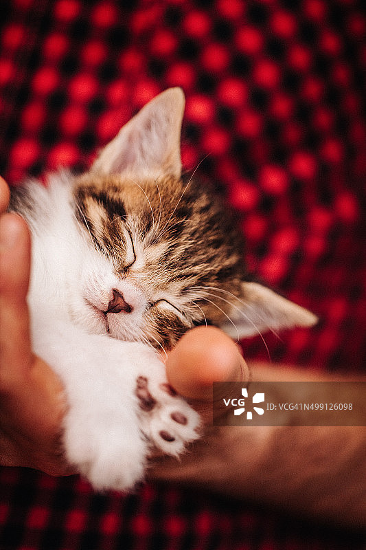 小猫在男人手中睡觉，爪子伸出图片素材