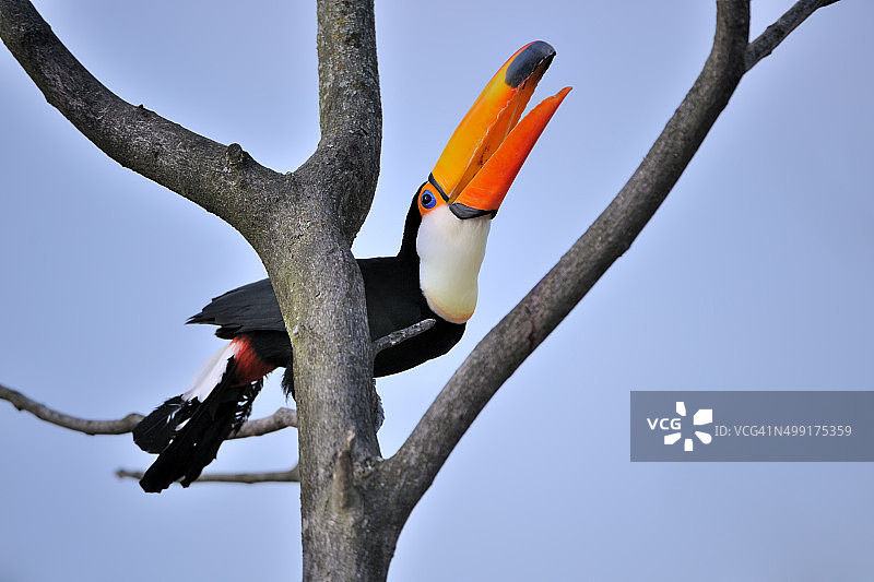 体罚巨嘴鸟图片素材