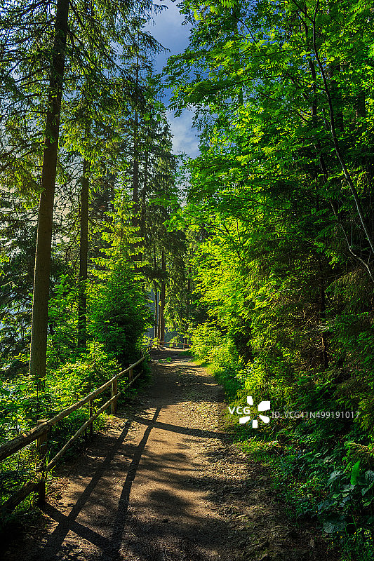 森林晨间漫步图片素材