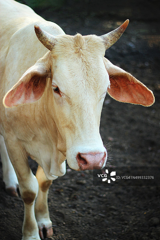 凝视的牛图片图片素材