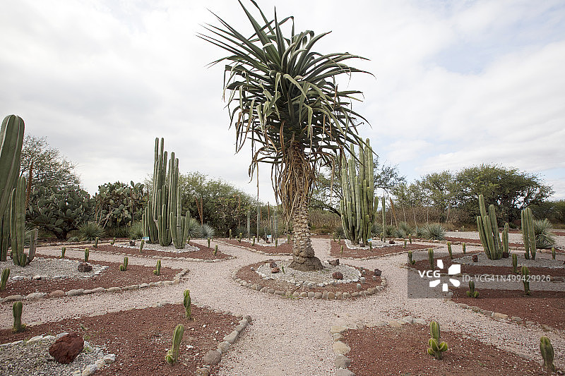 墨西哥花园图片素材