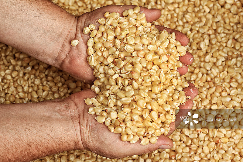 手中的玉米图片素材