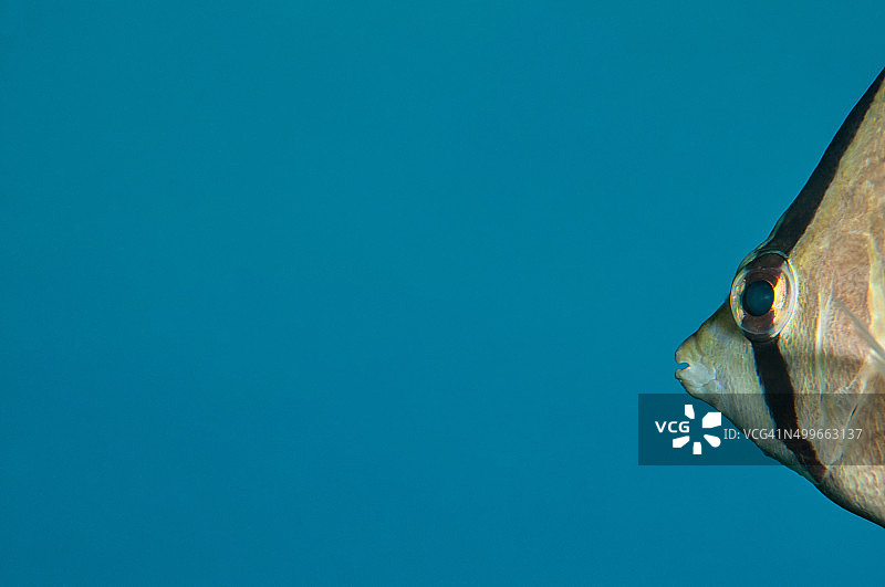 蝴蝶鱼图片素材