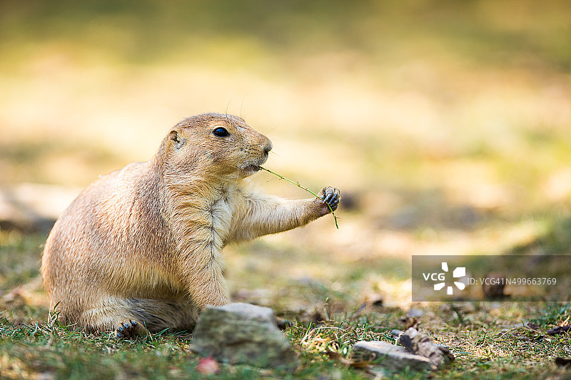 黑尾草原犬鼠图片素材