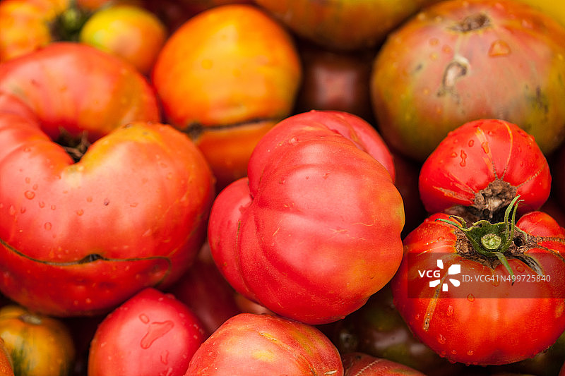 新鲜的有机传家宝番茄图片素材
