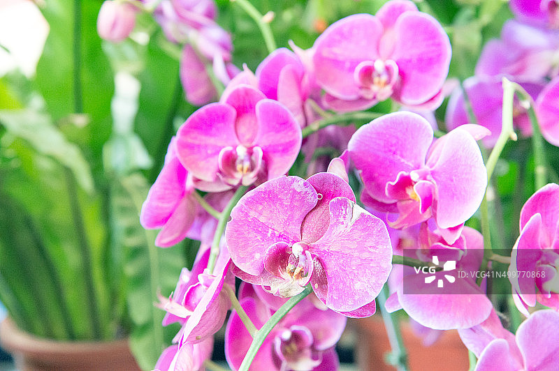 美丽的粉色兰花图片素材