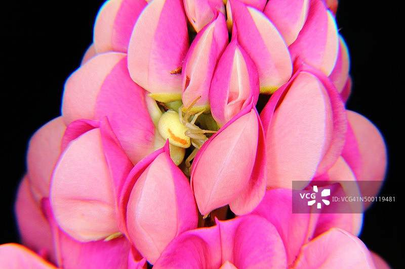 蜘蛛与花图片素材