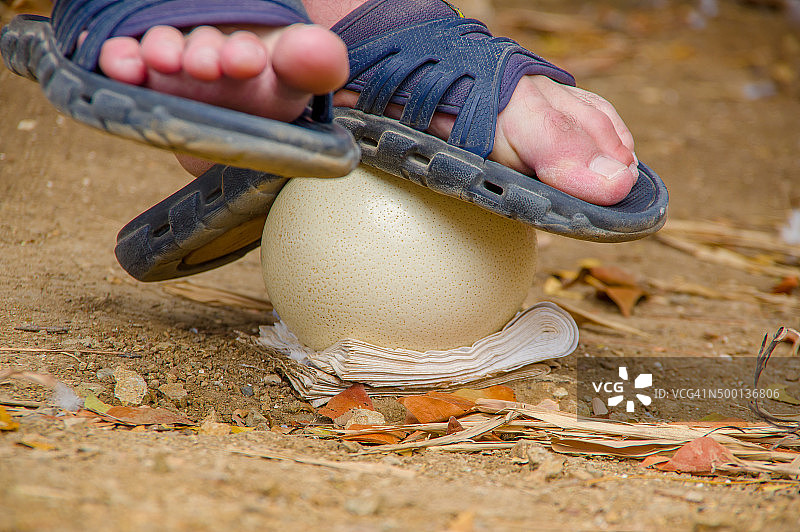 游客与鸵鸟蛋图片素材
