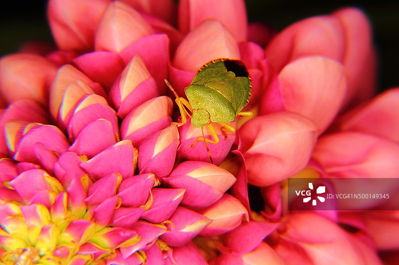 森林里的椿象，半翅目图片素材