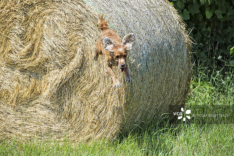跳跃中的小可卡犬图片素材