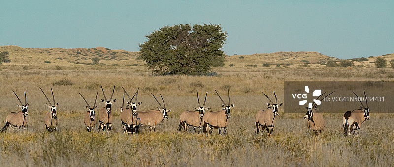 卡拉哈里沙漠的南非剑羚图片素材