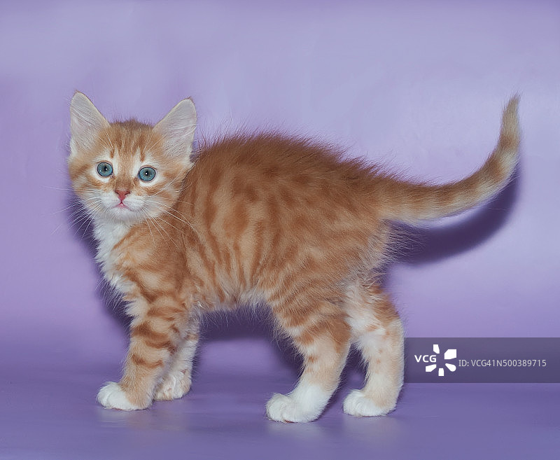 站在紫色背景上的小姜黄色绒毛小猫图片素材