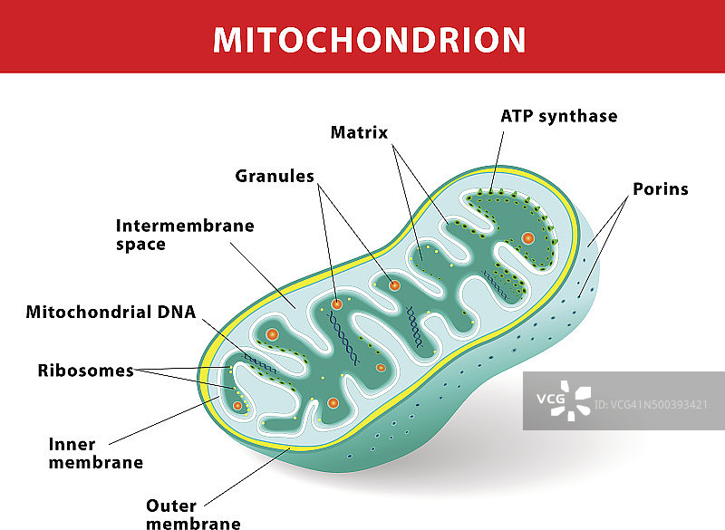 线粒体矢量图图片素材