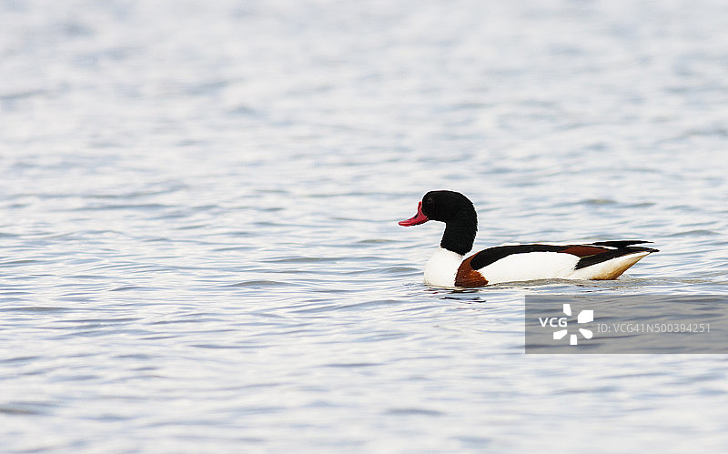 水中的鸭子图片素材