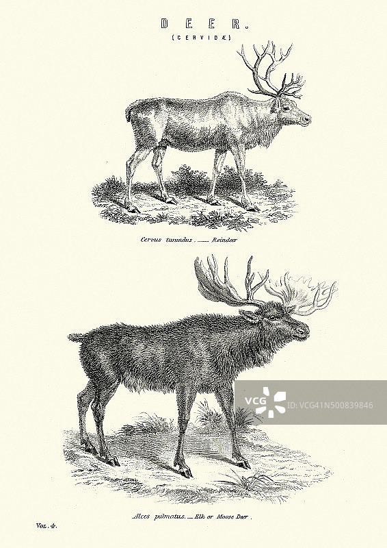 自然历史 - 鹿 - 驯鹿和驼鹿图片素材