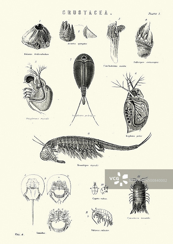 自然历史：甲壳类动物图片素材