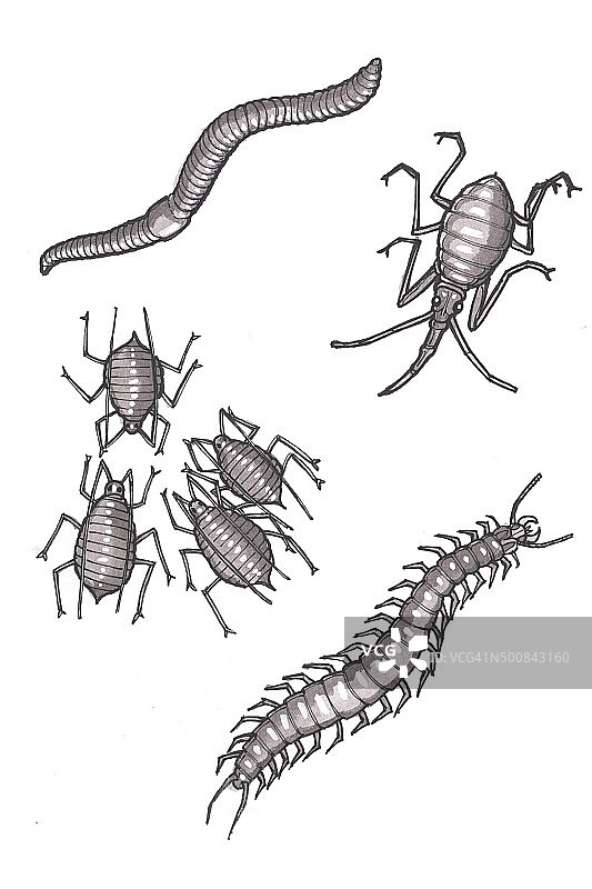 昆虫4（卡通）图片素材