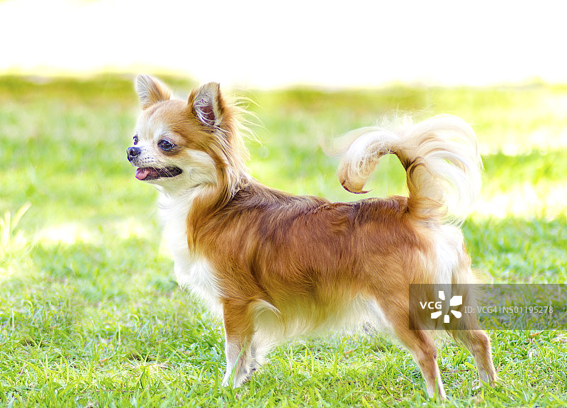 吉娃娃图片素材