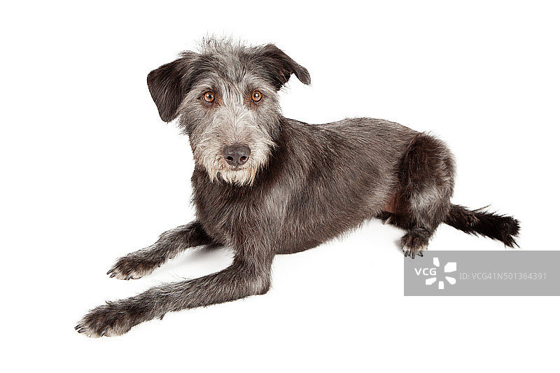 躺着的雪纳瑞混种犬图片素材