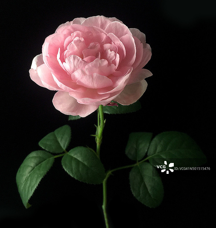 黑色背景上的英国玫瑰图片素材