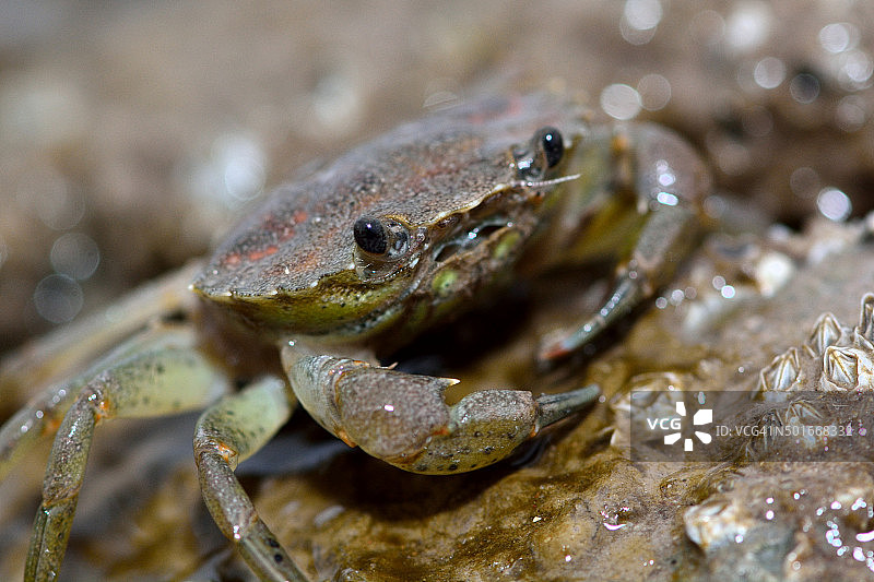 海岸蟹(Carcinus maenas)图片素材