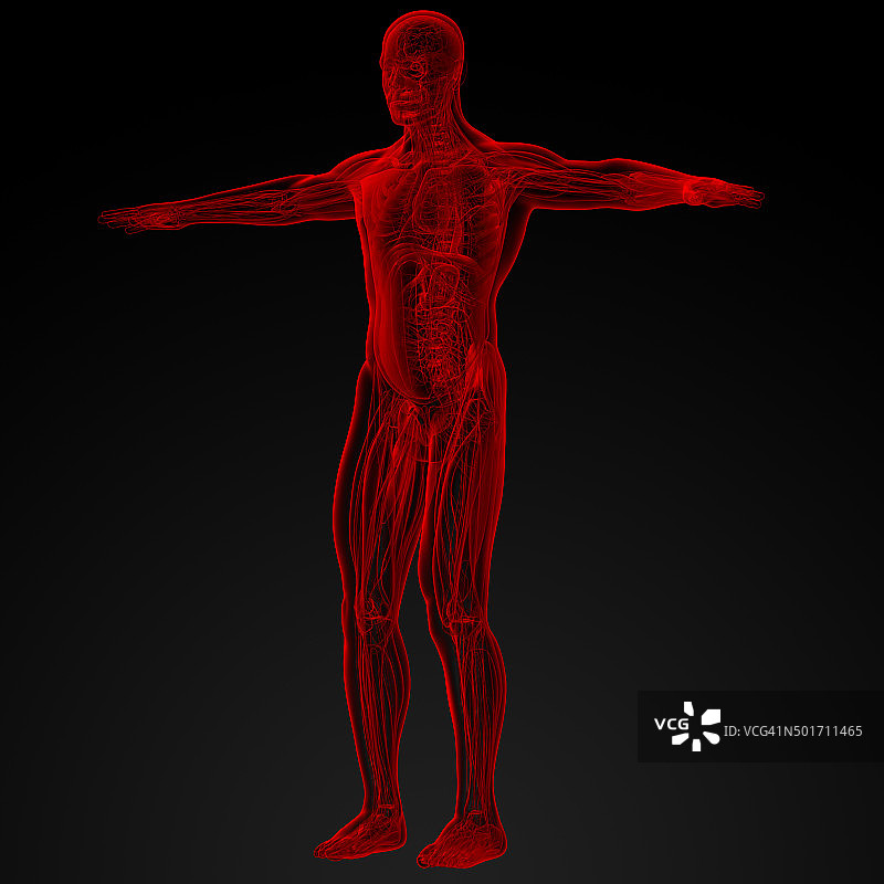 男性人体解剖图片素材