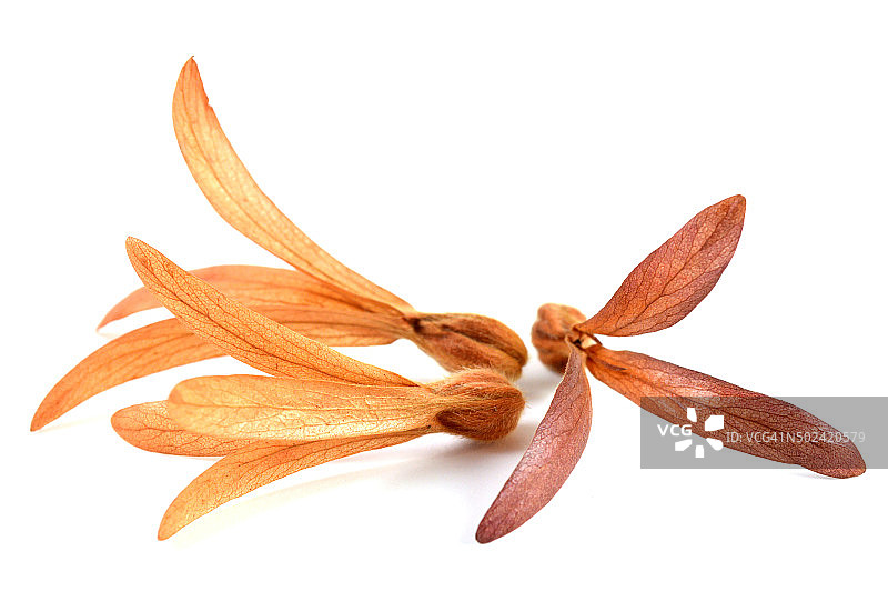 圣木花图片素材