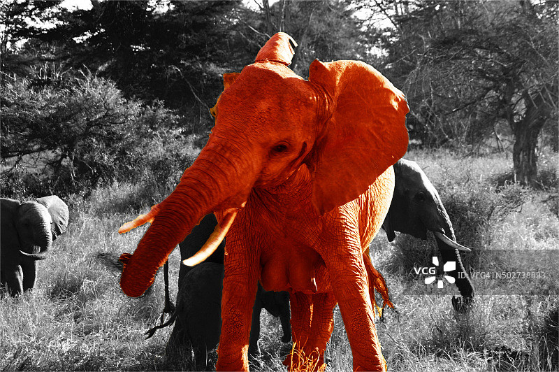 红色大象图片素材