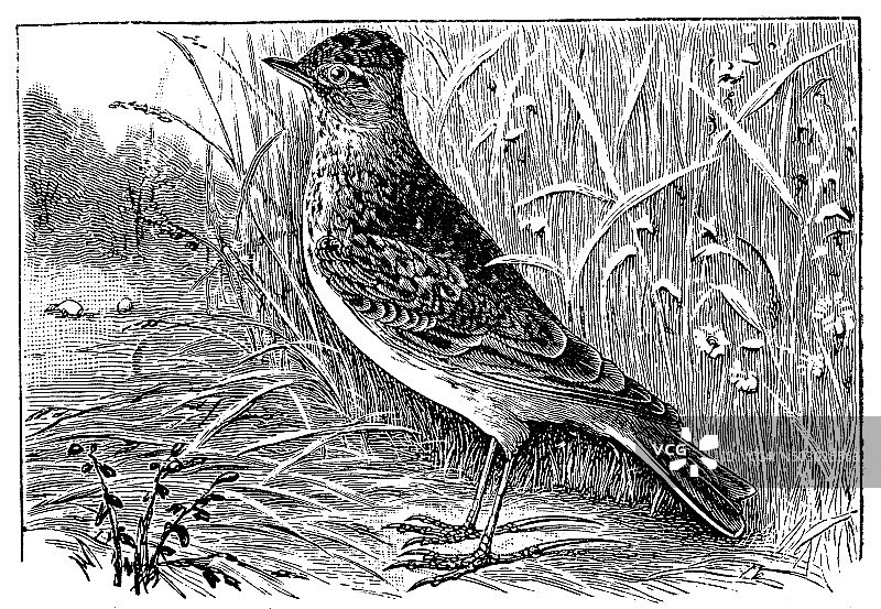 欧亚云雀复古插图图片素材